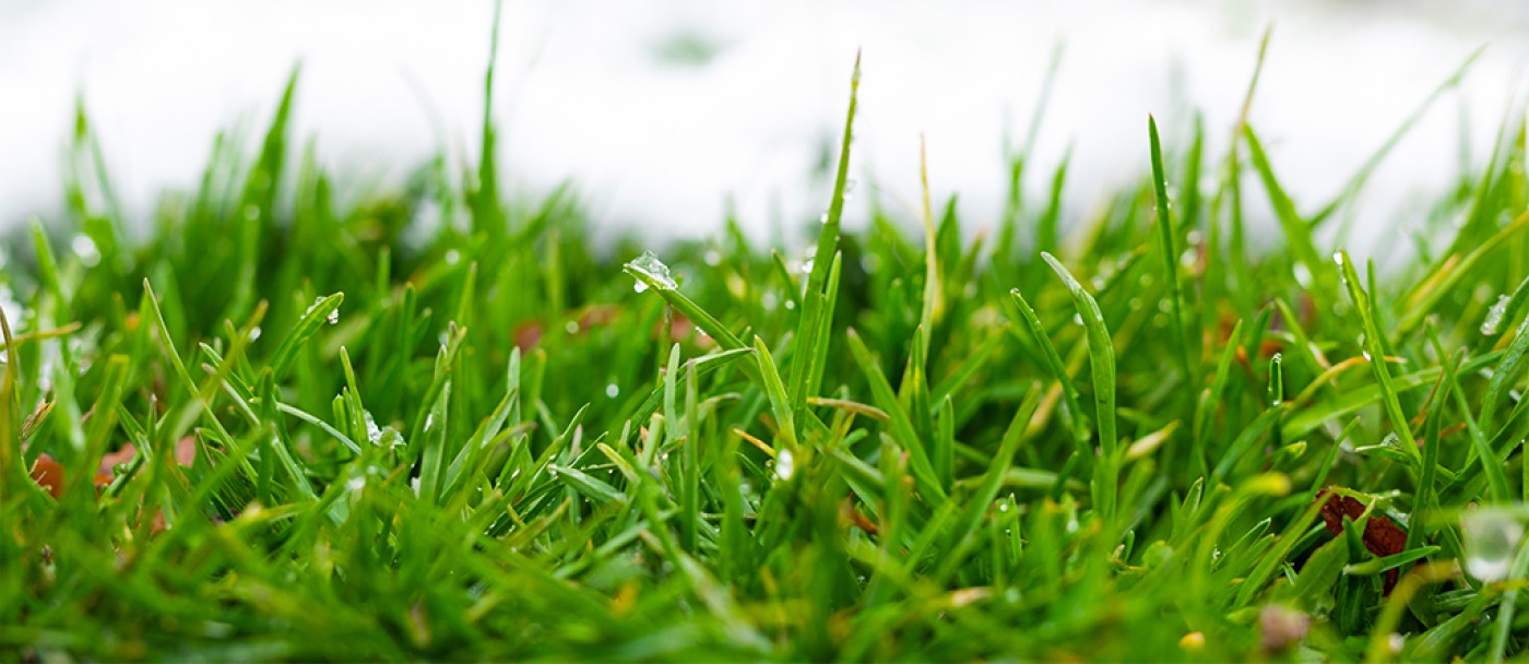 How to revive your lawn this spring