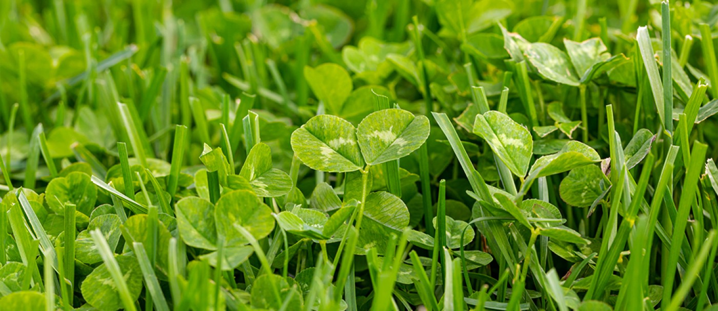 Is clover popping up in your lawn?
