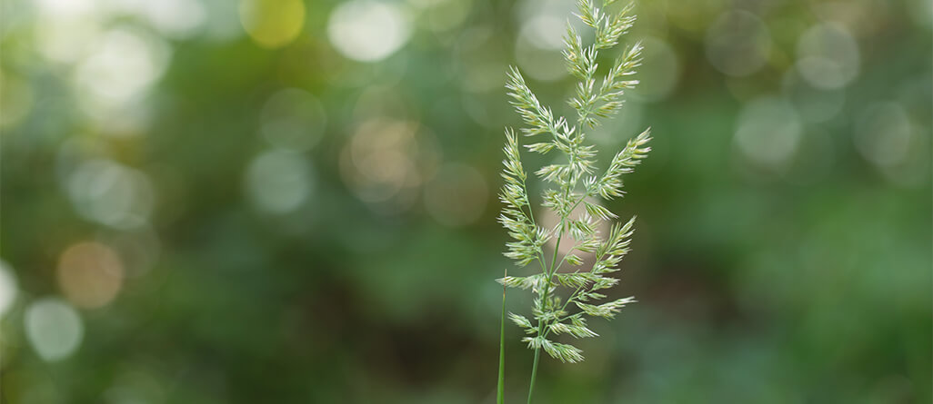 KENTUCKY BLUEGRASS: a sun lover that knits the lawn together