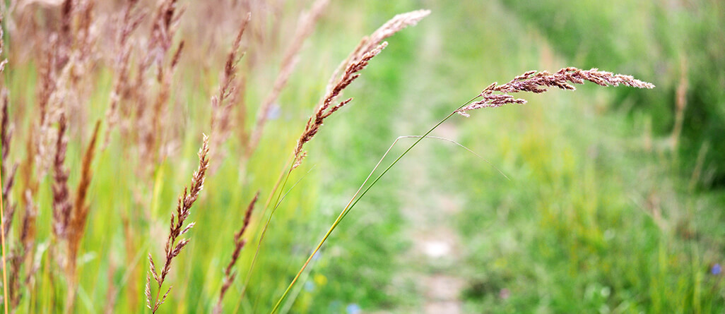 The creeping red fescue