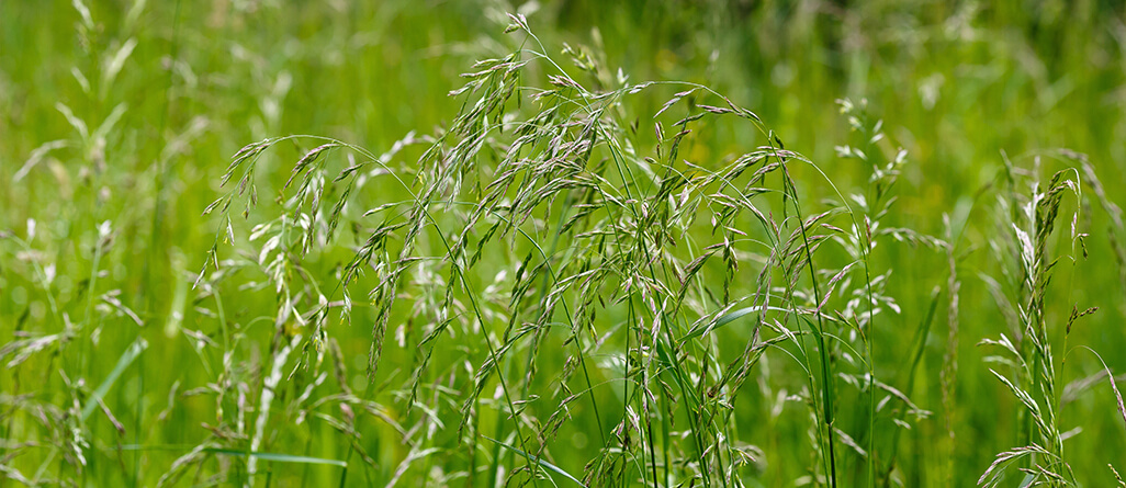 Dwarf tall fescue