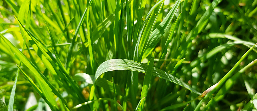 RYEGRASS: the fastest germinating grass