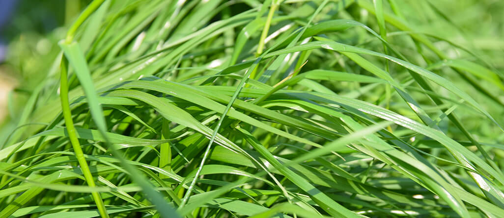 Le ray-grass annuel