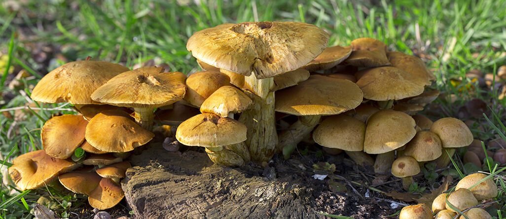 Why are mushrooms growing in my lawn?