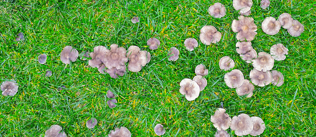 How to get rid of mushrooms in lawns and gardens?