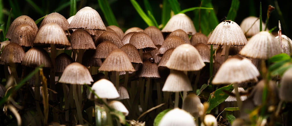 How to reduce potential mushrooms in a lawn