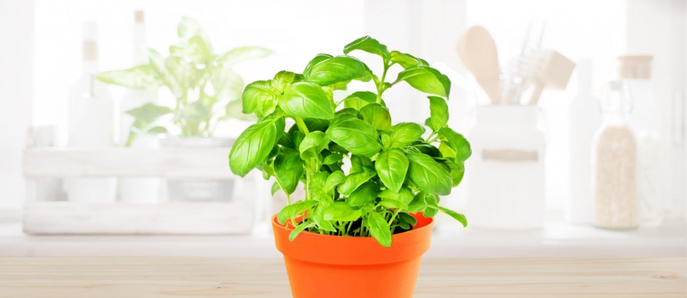 Planting basil deals in a pot