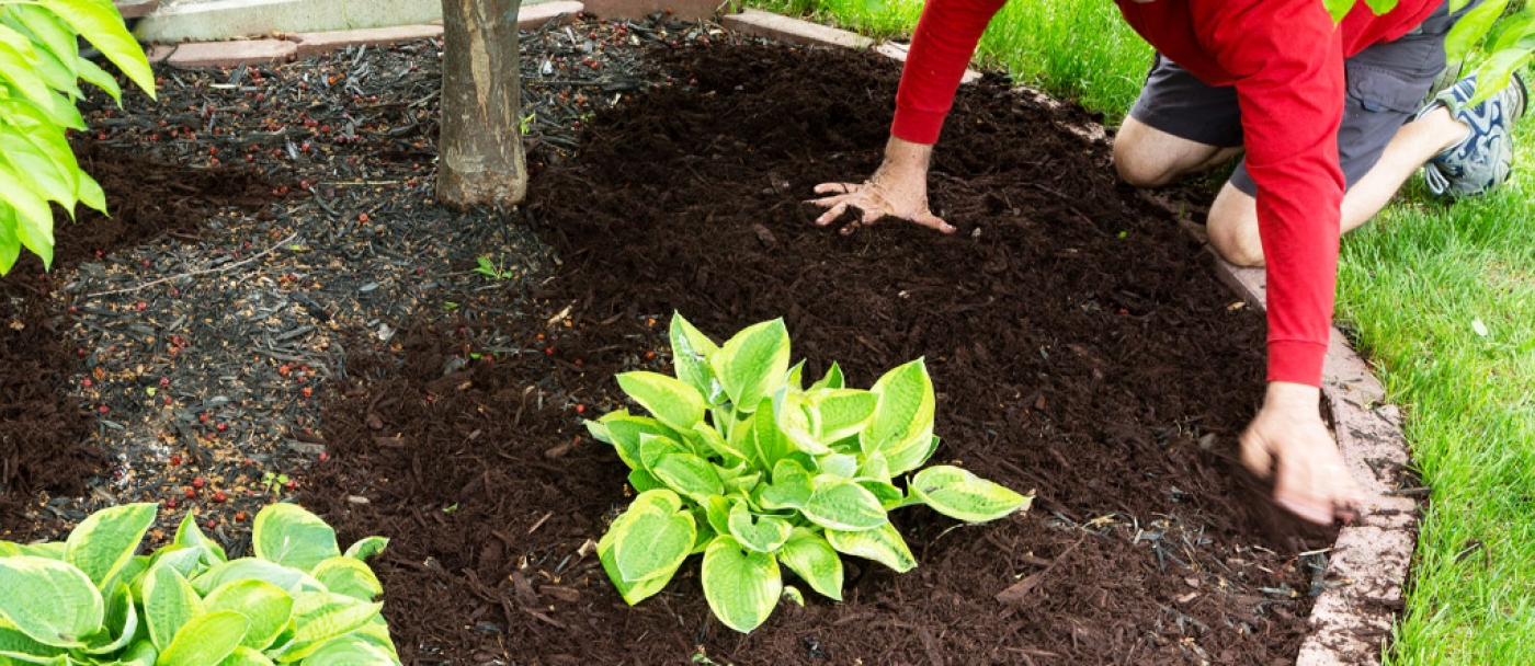 À quoi sert le paillis dans le jardin?