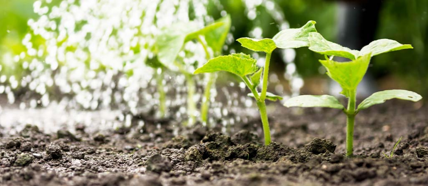 Comment calculer la quantité d'engrais à mettre au potager ? (et