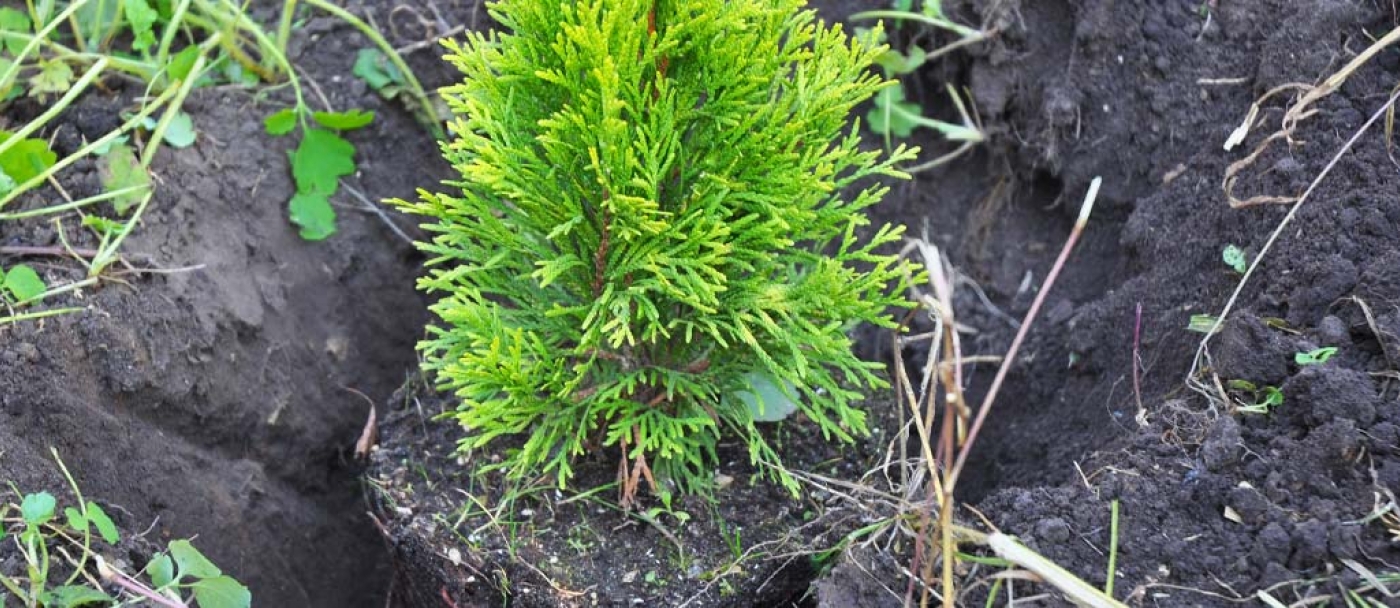 Everything You Need to Know About How to Plant an Emerald Cedar