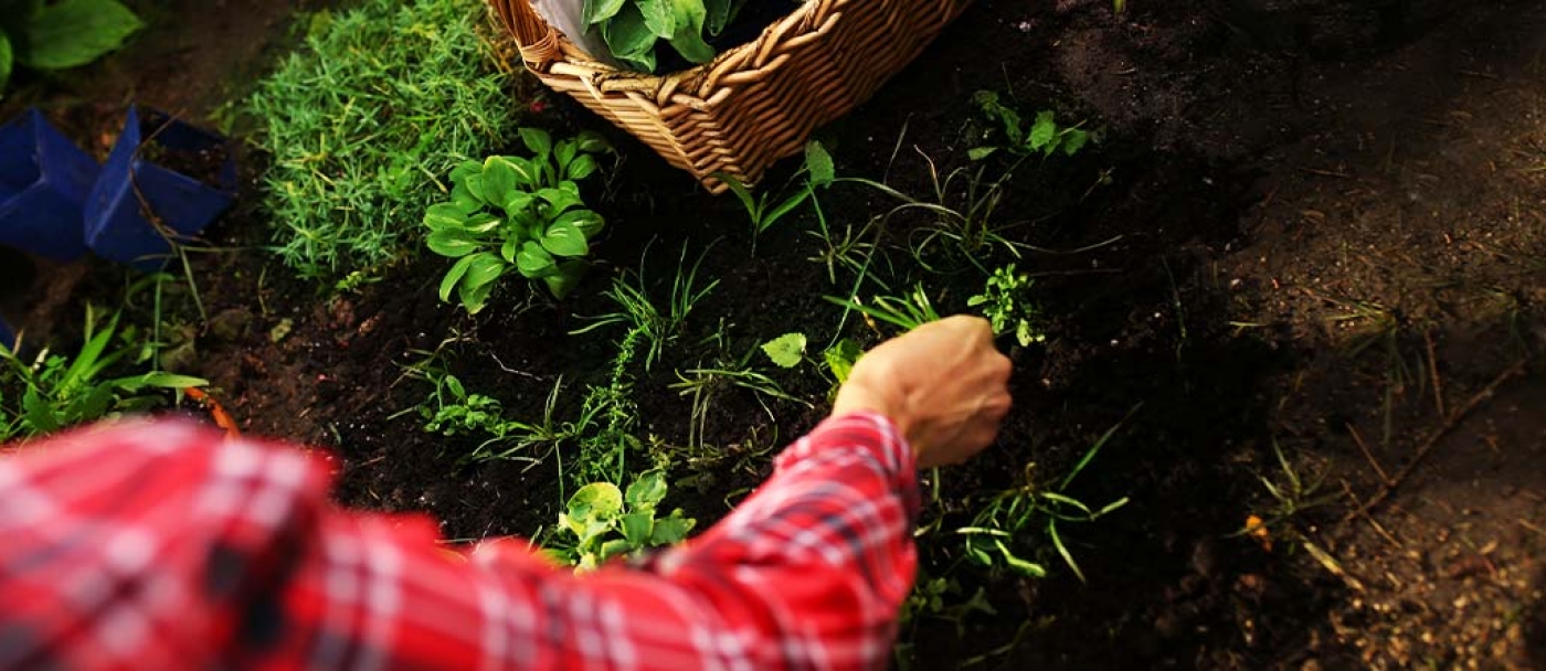 How To Create A Rooftop Garden - Bioweed