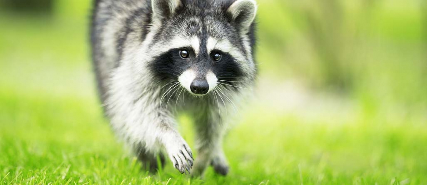 Comment prévenir les petits animaux dans votre pelouse