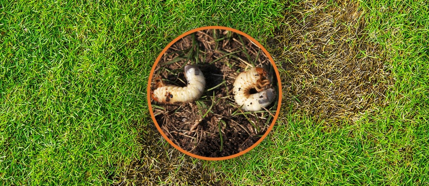 Grubs in the Lawn - Canadale