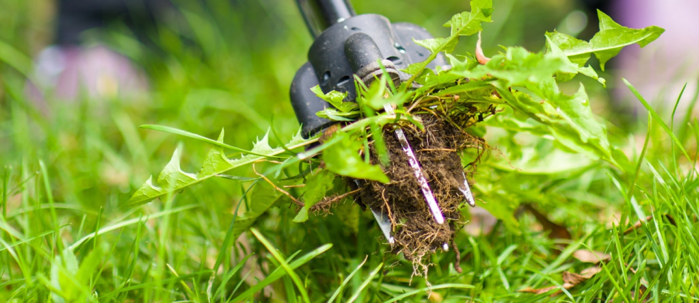 Eliminating Lawn Weeds