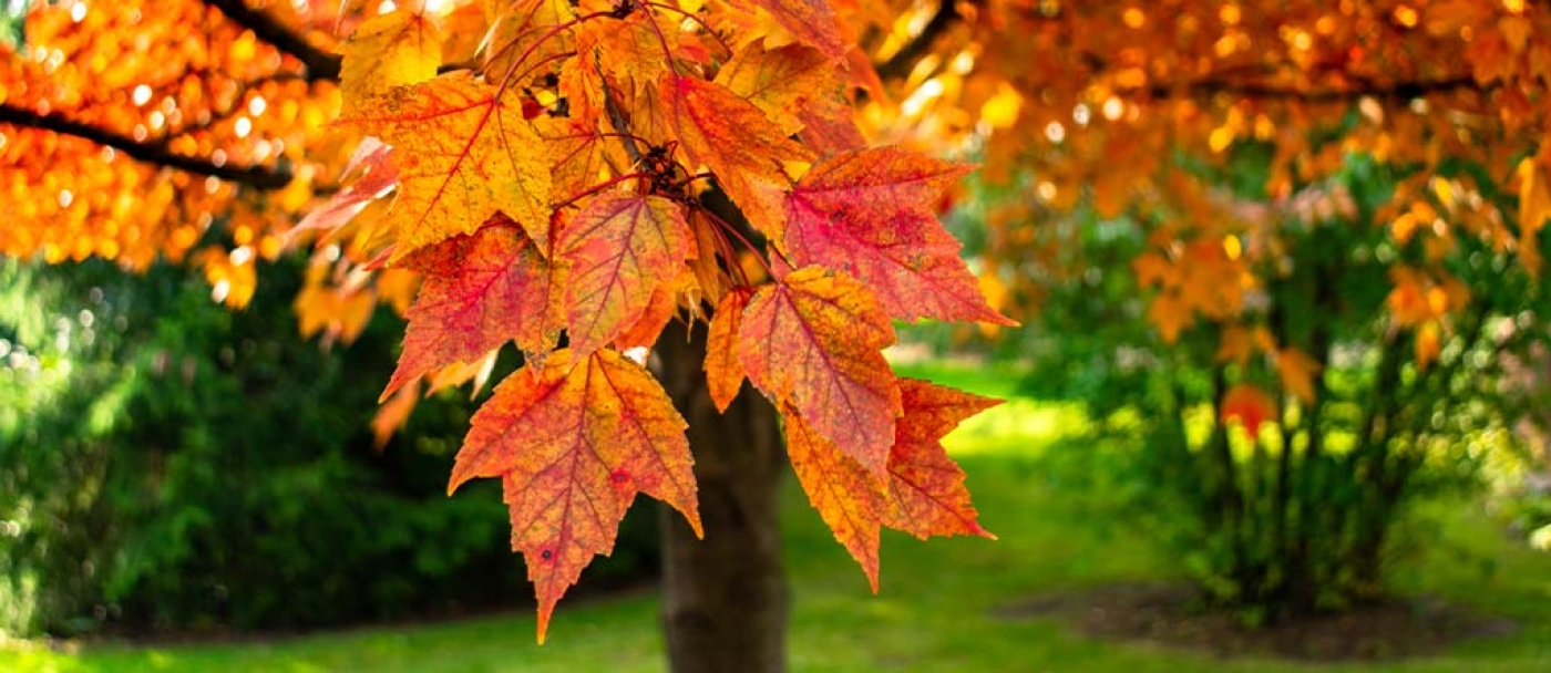 Les meilleurs arbres d'ombre pour votre cour