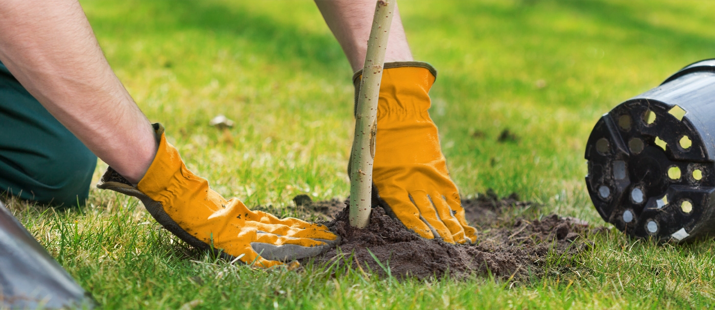 Quand planter un arbre