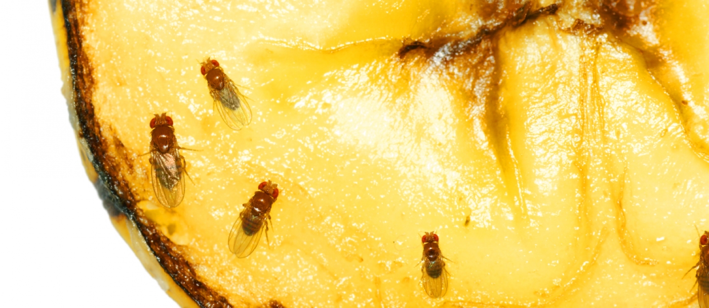 Lutte contre les mouches de deuil - Attrape-mouches à fruits