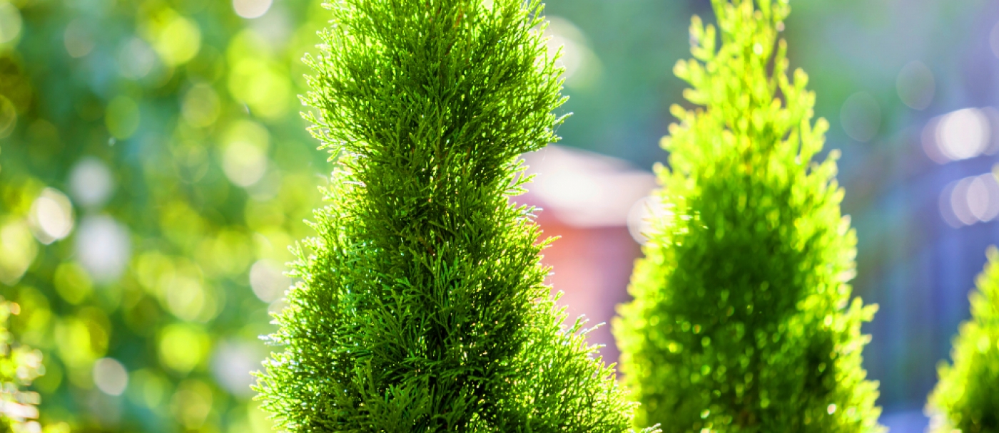 The Best Cedar Shrubs to Plant for Privacy