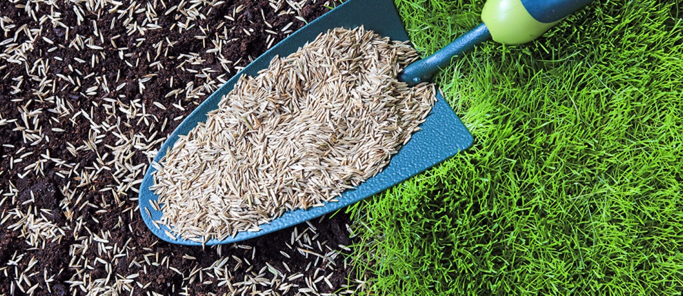 How to choose the best grass seed for your lawn