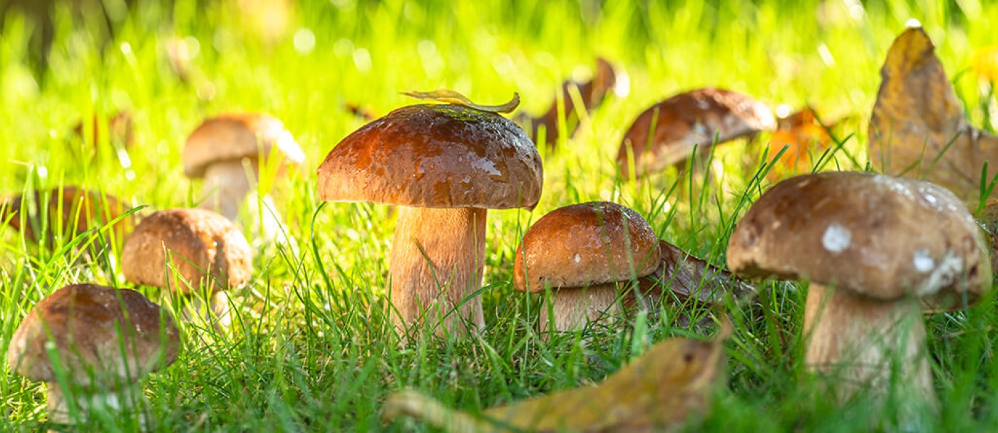 How to get rid of mushrooms in lawns and gardens?