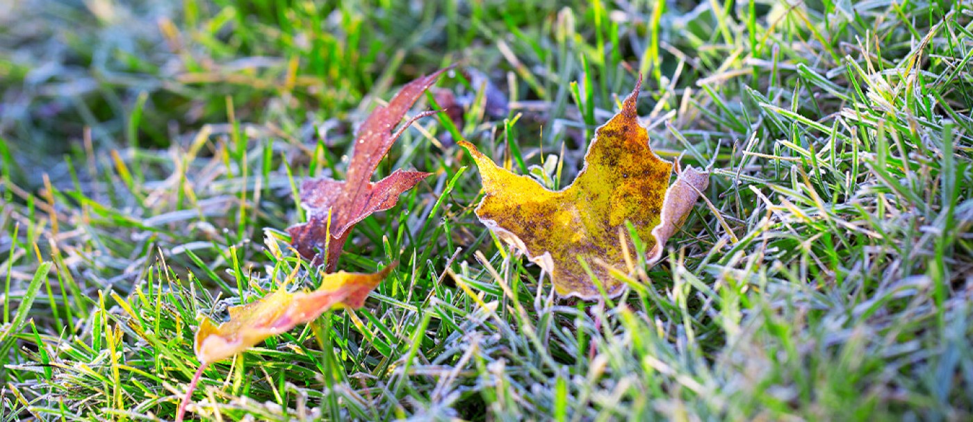 Feuilles gelées et colorées dans la pelouse givrées, premier matin de gel au sol.